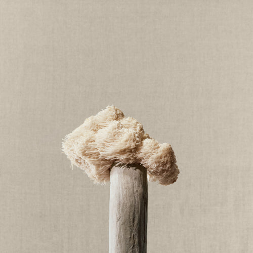 Adaptogens vs Nootropics: The Difference Between Stress-Busters and Brain-Boosters