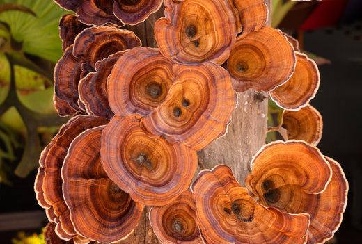 Calming Reishi Mushrooms: Their History and How to Take Reishi