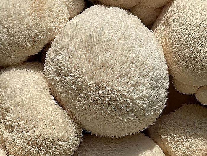 Did You Know About the Brain-Boosting Benefits of Lion's Mane Mushroom?