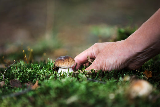 How to Choose Mushroom Extracts The Right Way