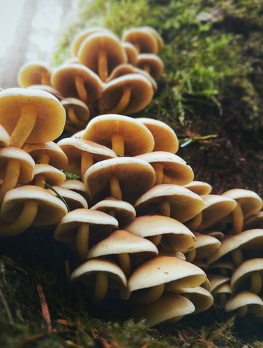 World Mushroom Day - wild mushrooms growing 