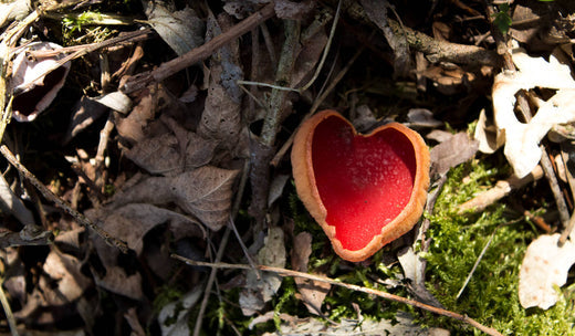 Valentine's Day, DIRTEA Style 🍄