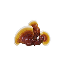 Reishi